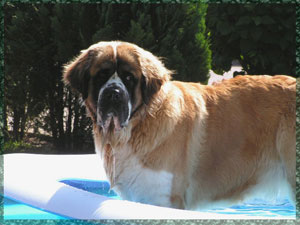Sommer 2008