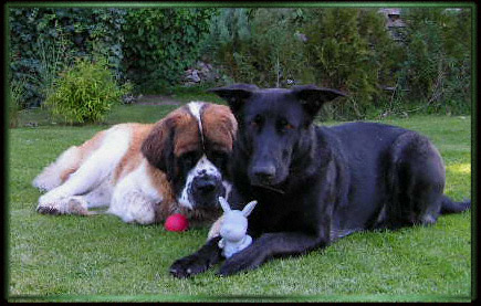 Bernhardiner Krmel & Schferhund Simba